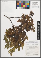 Foto von Salix mielichhoferi Saut.